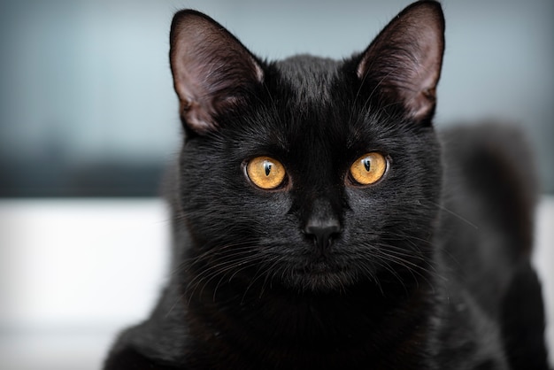 Retrato de gato preto em casa