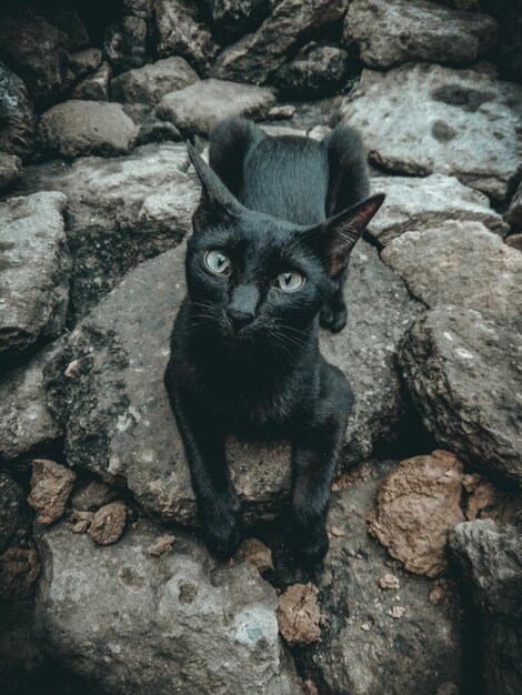 Foto retrato de gato preto em rocha