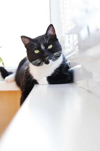 Retrato de gato preto fofo fofo com olhos verdes em casa aconchegante. Olhando pela janela. Animais de estimação engraçados