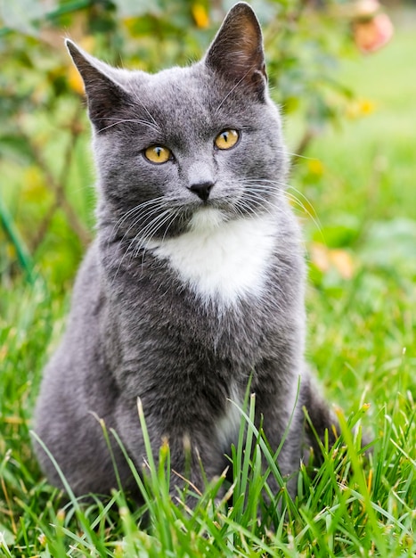 Retrato de gato preto na grama
