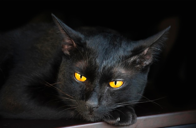 Retrato de gato preto na mesa com fundo preto