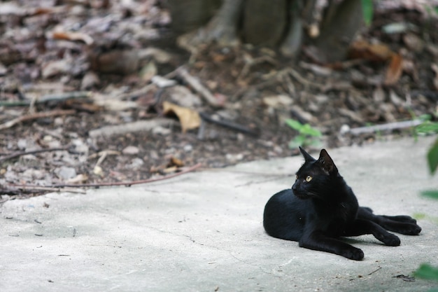 Retrato de gato preto na rua