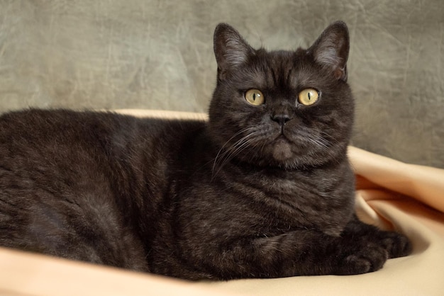 Retrato de gato reto escocês malhado cinza