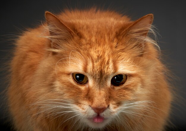 Retrato de gato ruivo adulto com bigode branco grande, animal posando em fundo preto