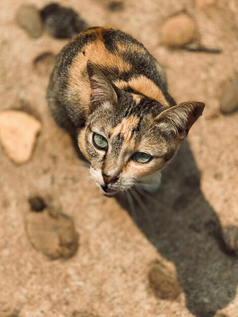 Foto retrato de gato tabby em alto ângulo