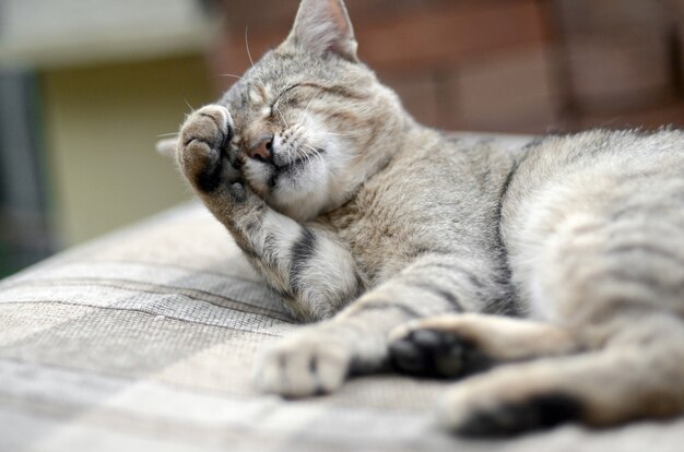 Retrato de gato tigrado sentado e lambendo a pata