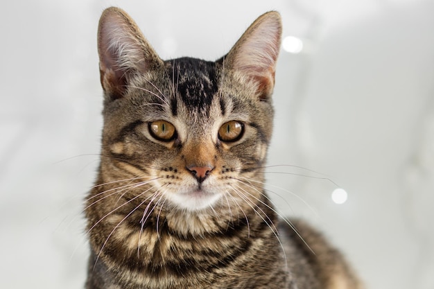 Retrato de gato tricolor olhando para a câmera no fundo branco com luzes desfocadas