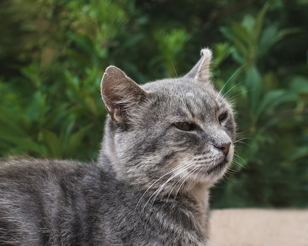 Retrato de gato triste sem-teto cinza sobre fundo verde desfocado.