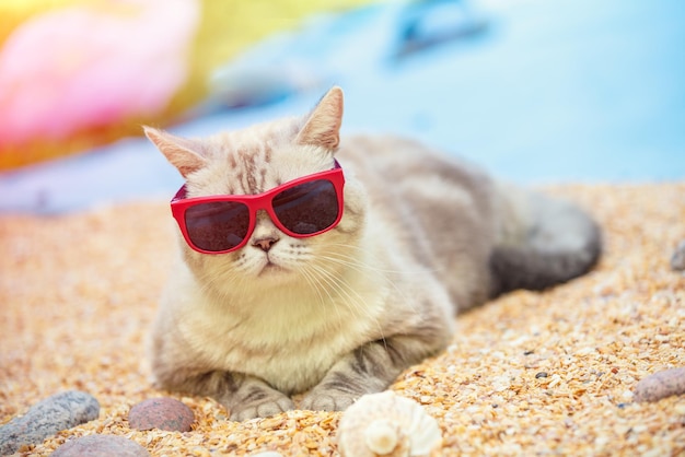 Retrato de gato usando óculos escuros deitado na praia