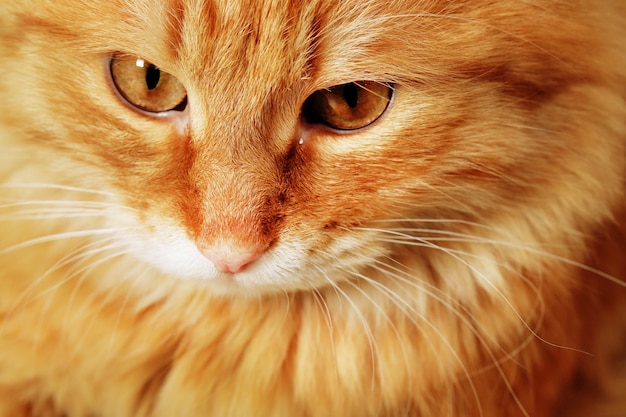 Foto retrato de gato vermelho closeup