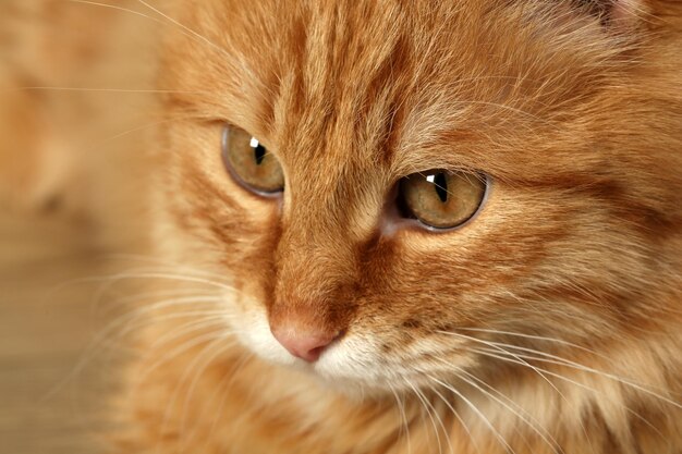 Foto retrato de gato vermelho em fundo de chão de madeira