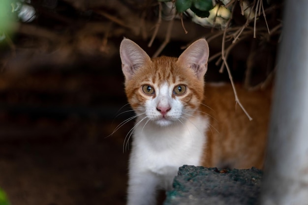 Retrato de gato vermelho olhando para a câmera