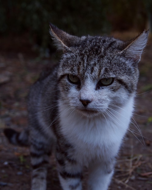 Foto retrato de gato