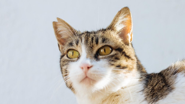 Retrato de gato