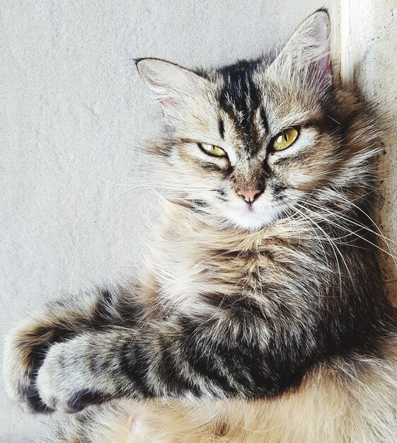 Foto retrato de gato
