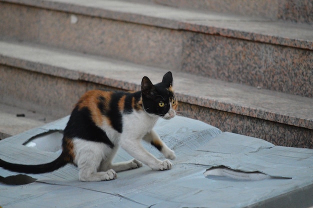 Foto retrato de gato