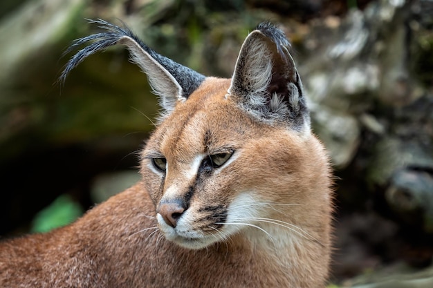 Retrato de gatos do deserto Caracal Caracal caracal ou lince africano com longas orelhas tufadas