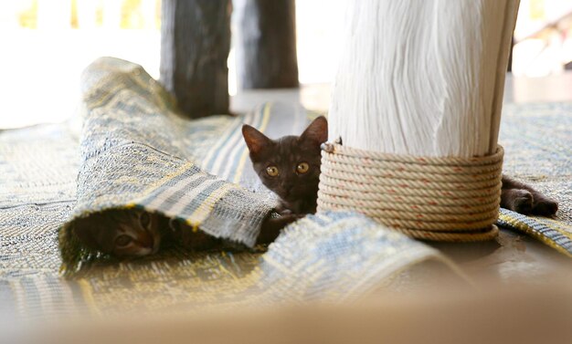 Foto retrato de gatos em tapete