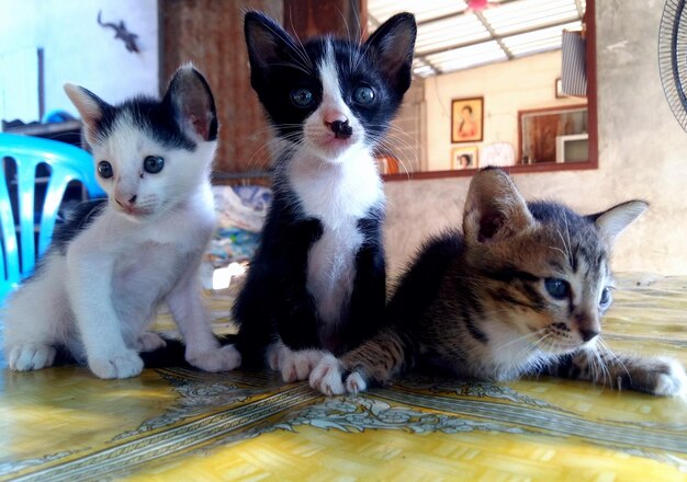 Foto retrato de gatos em um gato