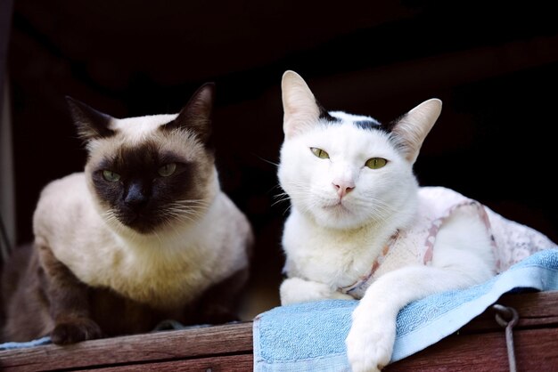 Retrato de gatos sentados