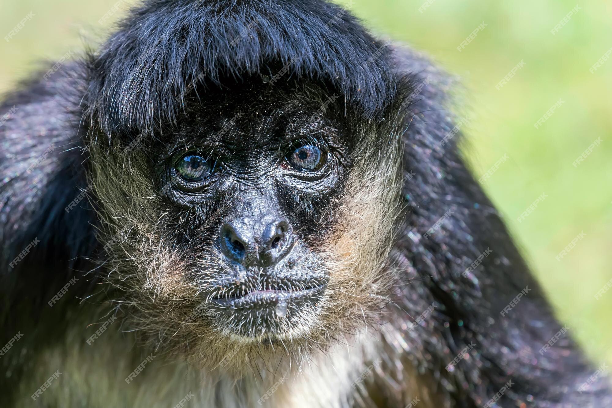 Macaco-aranha-de-geoffroy Fotografia, Fotos