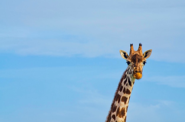Retrato de girafa ao ar livre