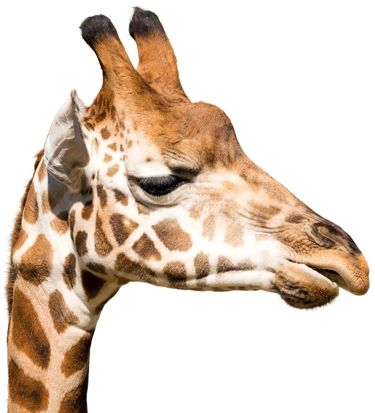 Foto retrato de girafa com uma expressão gentil