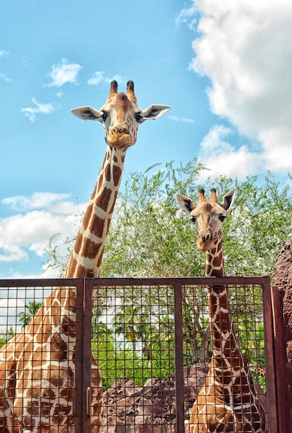 Retrato de girafa contra o céu