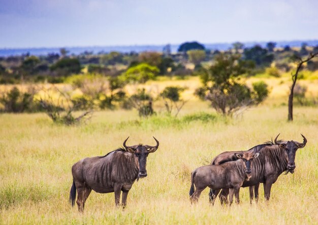 Foto retrato de gnu em terra