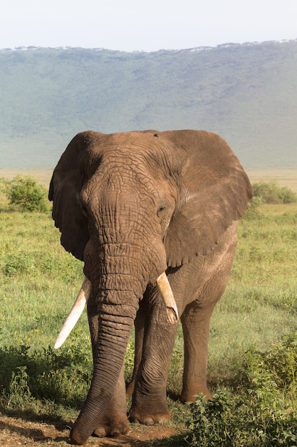 Retrato de grande elefante com uma presa quebrada. ngorongoro, tanzânia