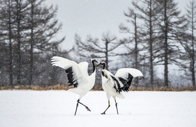 Retrato de guindastes japoneses na natureza