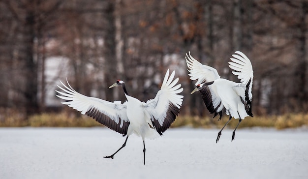 Retrato de guindastes japoneses na natureza