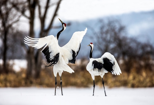 Retrato de guindastes japoneses na natureza