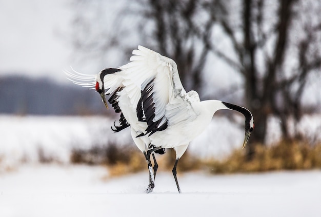 Retrato de guindastes japoneses na natureza