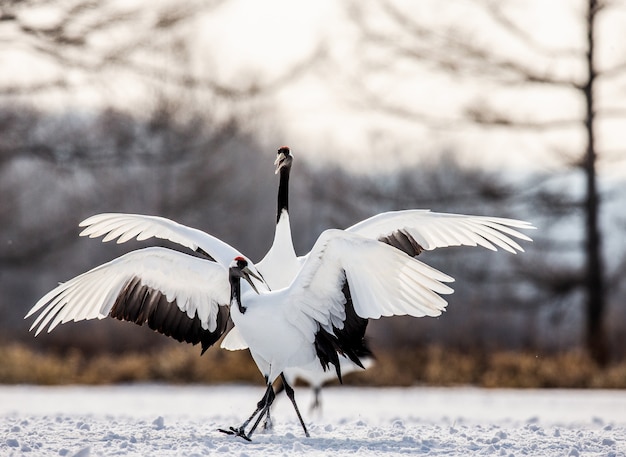 Retrato de guindastes japoneses na natureza