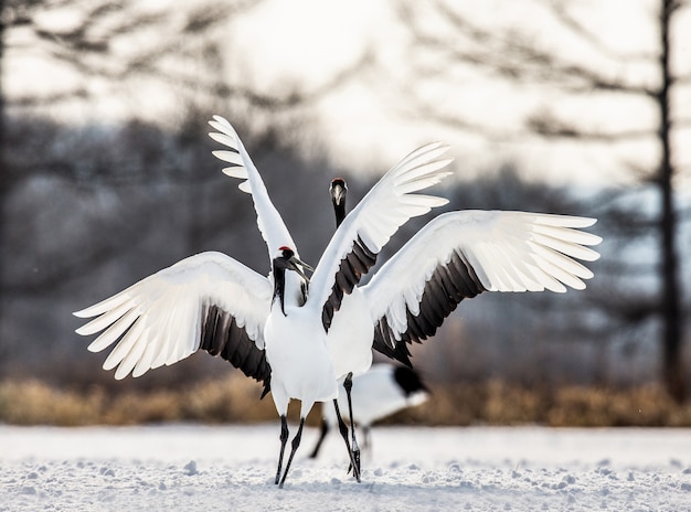 Retrato de guindastes japoneses na natureza