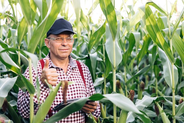 Retrato de homem caucasiano sênior em um campo de milho verde sorrindo alegremente para a câmera