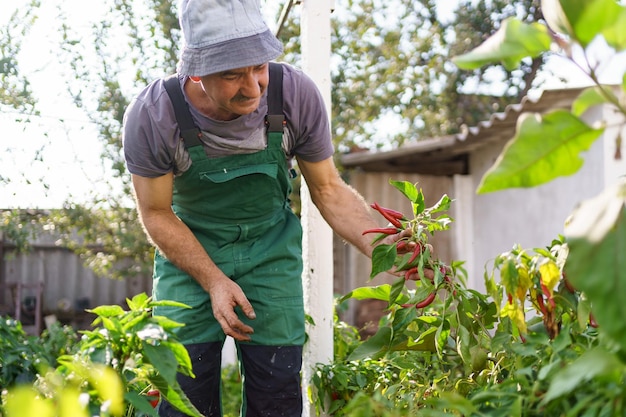 Retrato de homem maduro colhendo vegetais do jardim do quintal Homem caucasiano orgulhoso agricultor colhendo vegetais