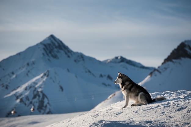 Retrato de husky com aldeia e montanhas ao fundo. geórgia, gudauri