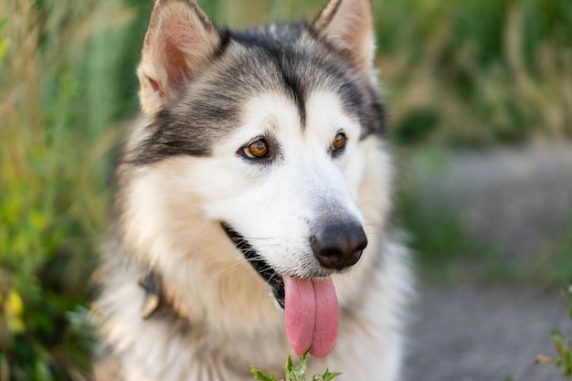 Retrato de husky de verão