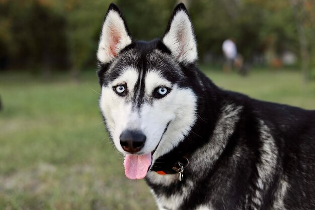 Foto retrato de husky siberiano em close-up com fundo verde