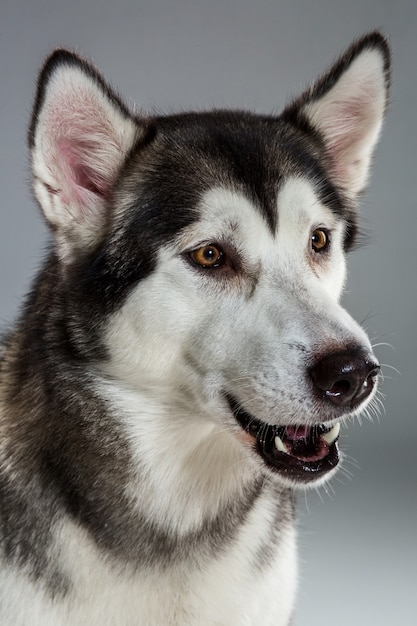 Retrato de husky siberiano em fundo cinza