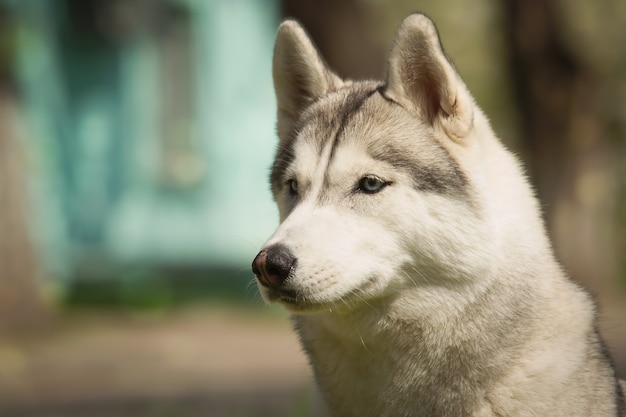 Retrato de Husky siberiano