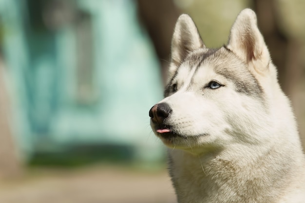 Retrato de Husky siberiano