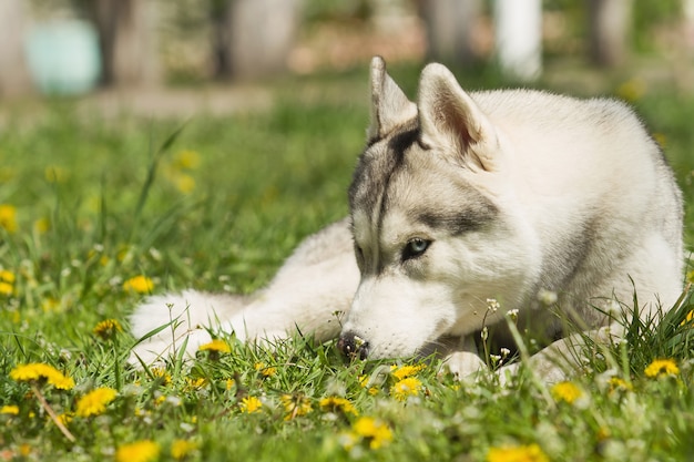 Retrato de husky siberiano