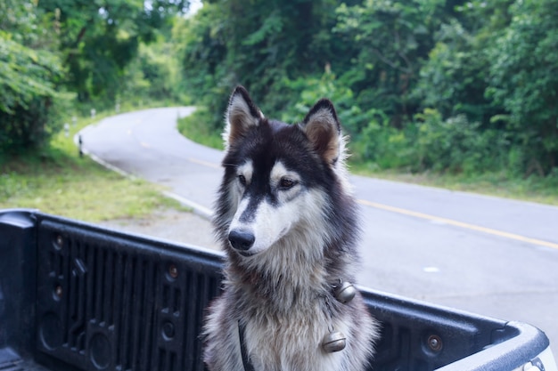 Retrato, de, husky siberiano