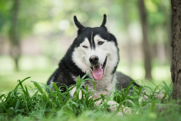 Retrato, de, husky siberiano