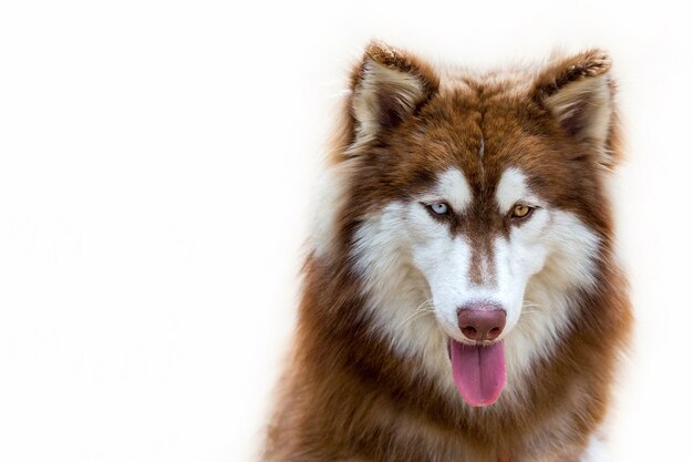 Retrato de husky siberiano.