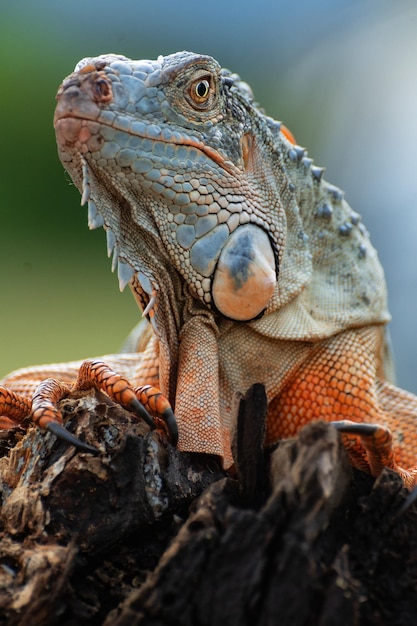 Retrato de iguana em close-up