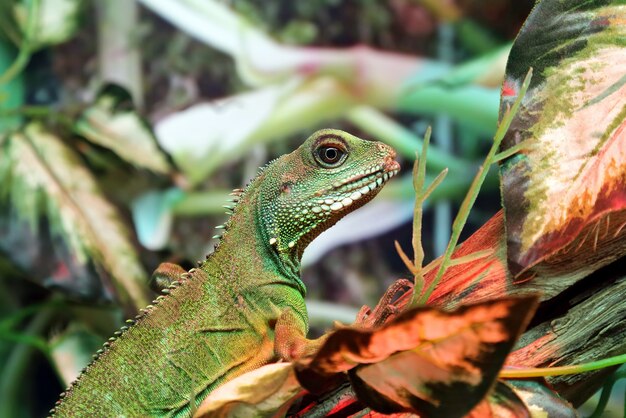 Retrato de iguana verde closeup